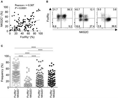 Phenotypic and Functional Analysis of Human NK Cell Subpopulations According to the Expression of FcεRIγ and NKG2C